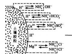 施用碳酸氫銨為什么要強調深施覆土？