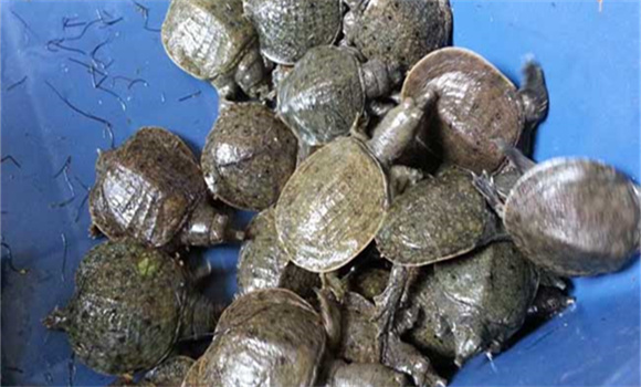 甲魚(yú)養殖的技術(shù)要點(diǎn)
