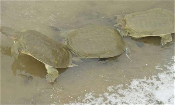 甲魚(yú)的生長(cháng)周期是多少天