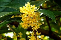 如何區分桂花樹(shù)品種