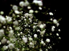 滿(mǎn)天星怎么養 滿(mǎn)天星的養殖方法