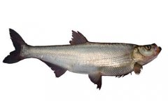 翹嘴紅鲌的魚(yú)種放養要求與日常管理要點(diǎn)