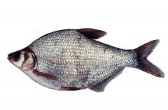 武昌魚(yú)的生活習性和養殖條件，魚(yú)種如何培育