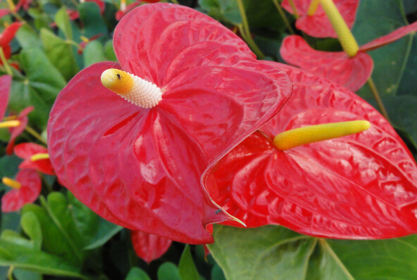 紅掌的養殖方法