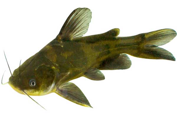 養殖黃顙魚(yú)的池塘條件要求