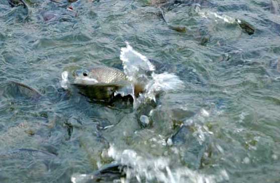 武昌魚(yú)的養殖條件