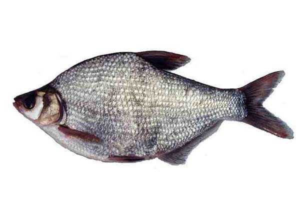武昌魚(yú)的生活習性