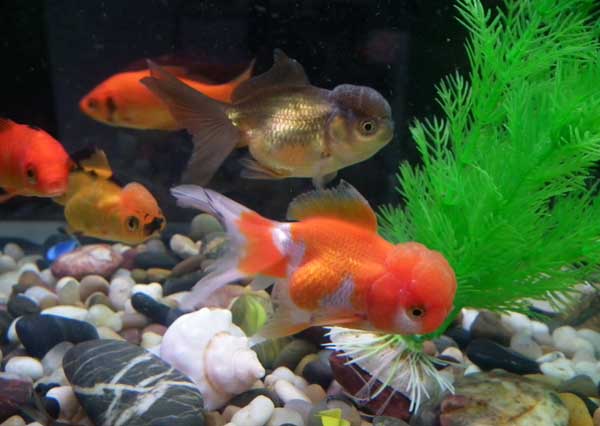 金魚(yú)的品種知識