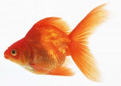 金魚(yú)養殖的動(dòng)物性飼料有哪些