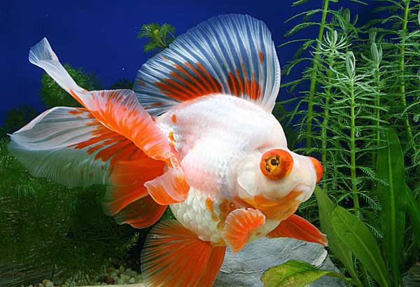 金魚(yú)的飼養方法
