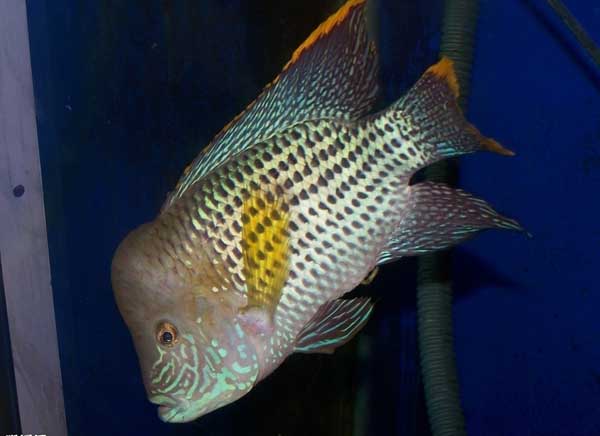 觀(guān)賞魚(yú)的品種知識