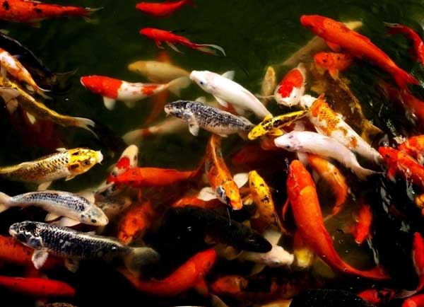 觀(guān)賞魚(yú)的品種知識