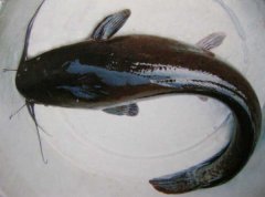 沼液沼渣養魚(yú)技術(shù) 用沼肥喂魚(yú)的好處