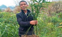 黃精的生長(cháng)周期與產(chǎn)量 黃精種植技術(shù)與管理方法