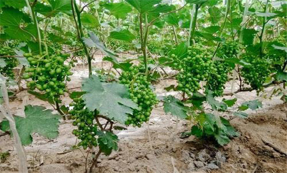 葡萄生長(cháng)需要什么肥料