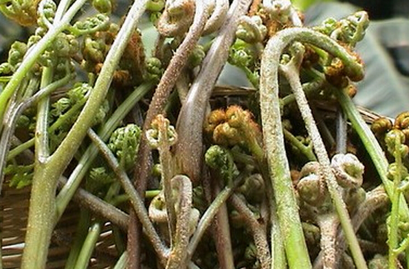 野菜中的蕨菜有營(yíng)養嗎