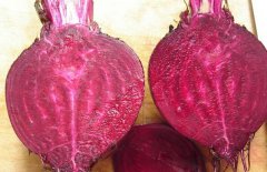 紫菜頭的營(yíng)養價(jià)值和功效