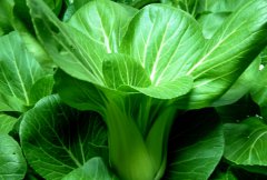 青菜的營(yíng)養價(jià)值和功效
