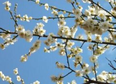 臘梅花的功效與營(yíng)養價(jià)值
