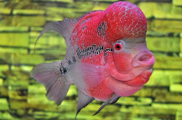 如何養魚(yú)