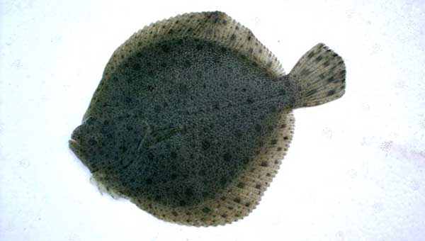 養魚(yú)技術(shù)