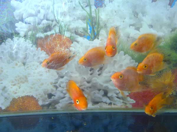 鸚鵡魚(yú)怎么養