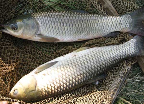 草魚(yú)養殖