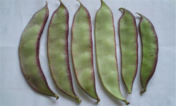 扁豆的營(yíng)養成分
