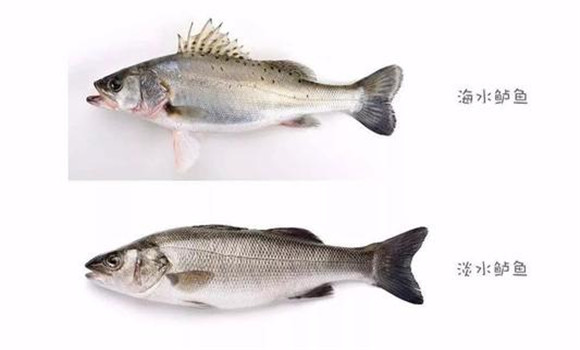 海鱸魚(yú)和河鱸魚(yú)的區別