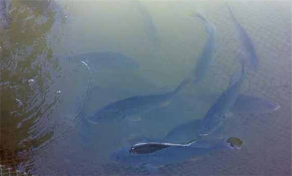 淡水鱸魚(yú)養殖技術(shù)要點(diǎn)