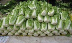 怎樣貯藏大白菜？