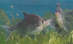 鳊魚(yú)在魚(yú)塘能自行繁殖嗎？鳊魚(yú)養殖要喂什么