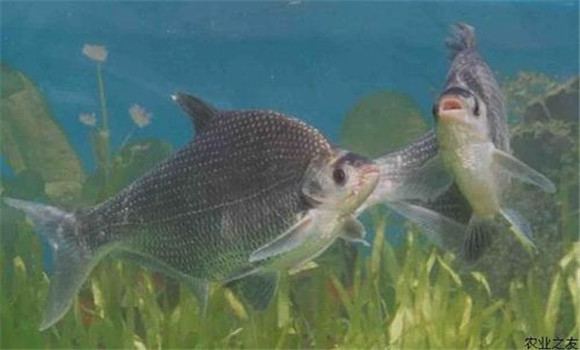 鳊魚(yú)養殖要喂什么