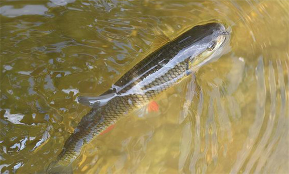 鰱鳙魚(yú)養殖技術(shù)要點(diǎn)