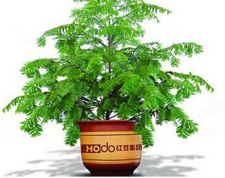 紅豆杉的養殖方法