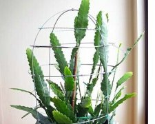 令箭荷花養殖方法和技巧