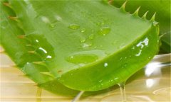 蘆薈能延緩衰老嗎？如何自制蘆薈美容品