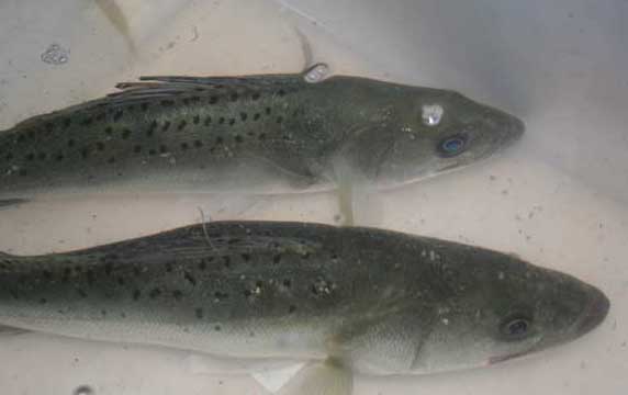 鱸魚(yú)池塘要求與放苗準備