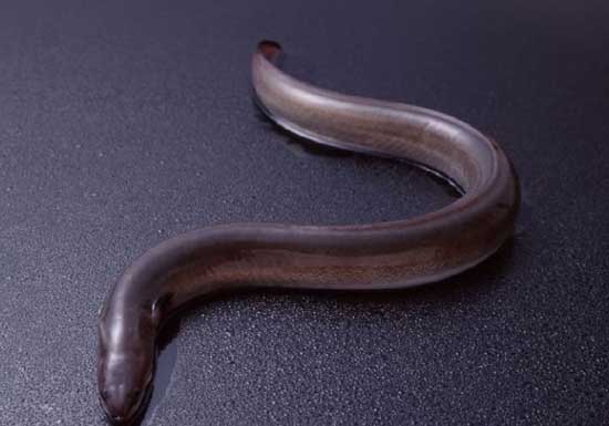 鰻魚(yú)養殖
