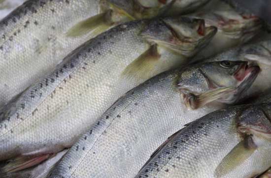 三文魚(yú)苗種的放養要求
