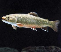 虹鱒魚(yú)養殖對水質(zhì)的要求 虹鱒魚(yú)對養殖池的要求