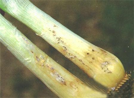 大蒜軟腐病的農業(yè)預防措施