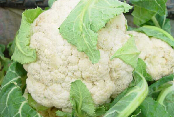 花菜的營(yíng)養價(jià)值及功效