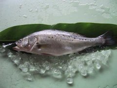 網(wǎng)箱養殖鱸魚(yú)的技術(shù)與方法