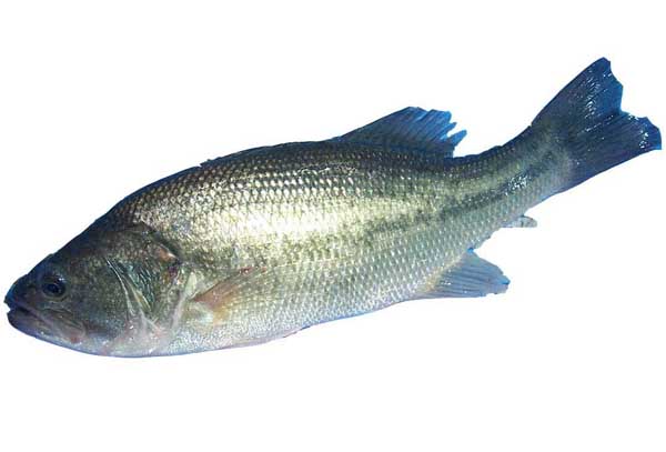 鱸魚(yú)養殖方法