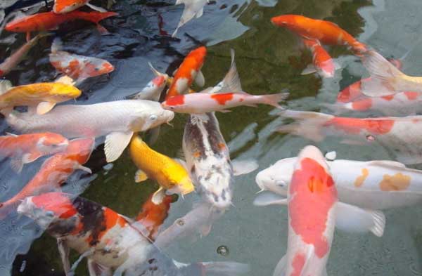 魚(yú)類(lèi)的品種知識