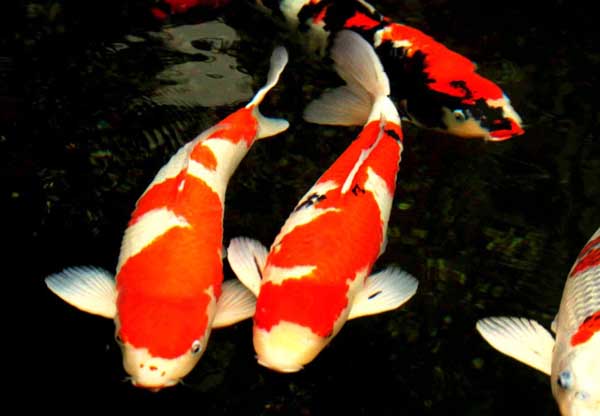 魚(yú)類(lèi)的品種知識