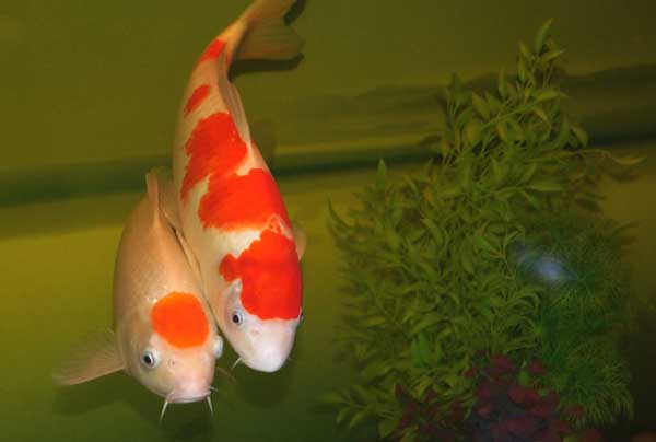 魚(yú)類(lèi)的品種知識