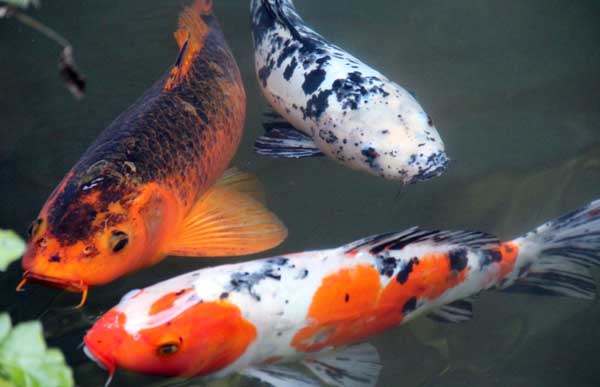 魚(yú)類(lèi)的品種知識