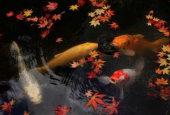 購買(mǎi)錦鯉魚(yú)怎么選 錦鯉的魚(yú)種選購方法
